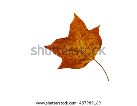 Autumn leaf. Autumn leaf on white background. 