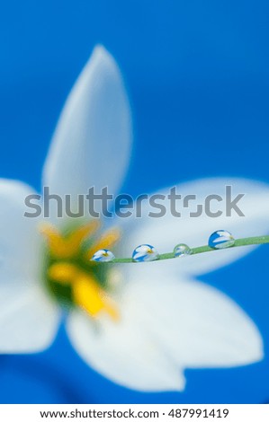 Drop of water and flower background