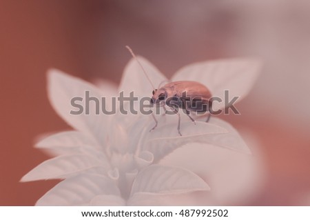 infrared insect
