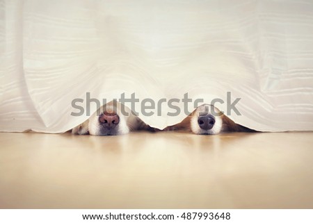 Two sweet dog noses looks out under a curtain Royalty-Free Stock Photo #487993648