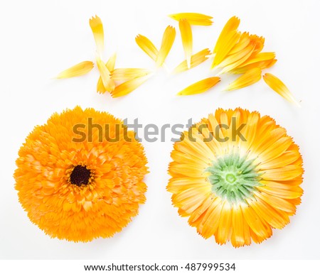 Calendula or marigold flowers and petals on the white background.