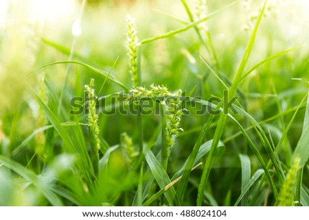 Field with green flowers  depth of field