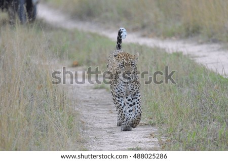 Leopard beauty