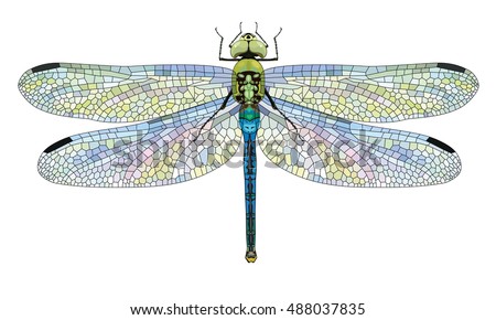 Dragonfly Aeschna Viridls with colorful wings beautiful, isolated on white, vector illustration, eps-10 Royalty-Free Stock Photo #488037835