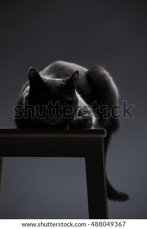 silhouette cat breed Russian blue lying on the table on a dark background.