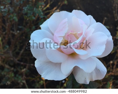 Beautiful fresh colorful rose