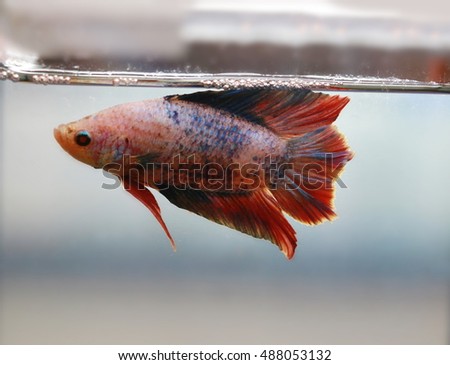 soft focus motion blur of blue red white color Betta fish tail swim   in water  tank, Siamese fighting fish , breeding and copy space, France flag 