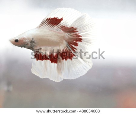 soft focus motion blur of red white color Betta fish tail swim in water  tank, Siamese fighting fish , breeding and copy space, France flag 