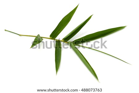 bamboo leaf isolate on white