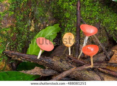 Fungi cup is beautiful small colorful mushroom.