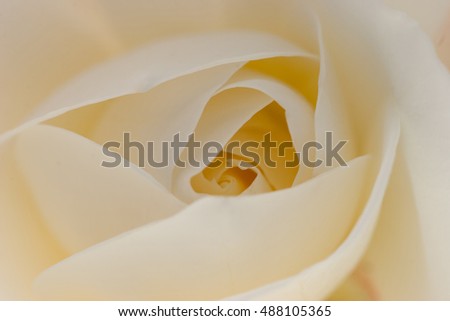 Macro studio picture of a rose blossom