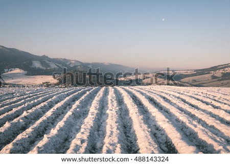 plotted agriculture fields in winter under the snow - vintage film effect