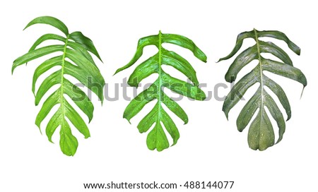 Leaves set of Monstera plant with raindrops, the tropical evergreen vine isolated on white background, clipping path included. 