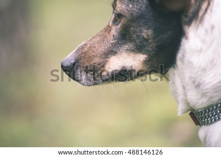 happy dog is looking for direction in forest on blur background - vintage look