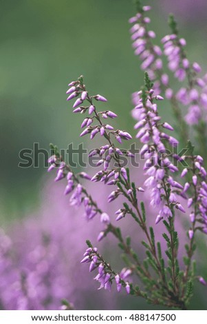 forest heather flowers and blossoms in spring blooming in natural environment - vintage look