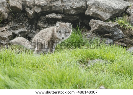 Young playful arctic fox cub