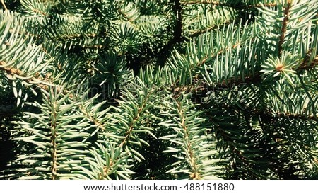 Wood tree texture background. Christmas.
