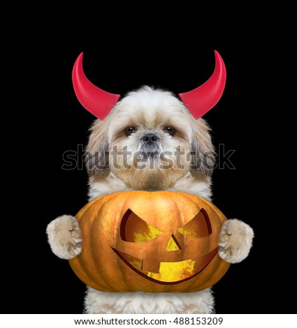 Cute dog with pumpkin in devils costume for Halloween -- isolated on black
