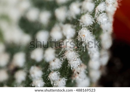 macro Small cactus