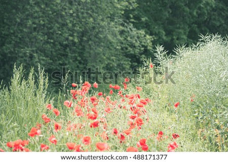red poppy flowers and blossoms in spring blooming in natural environment - vintage look