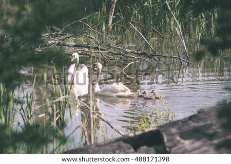 swan and cygnets first time in the water on the lake at summer - vintage look