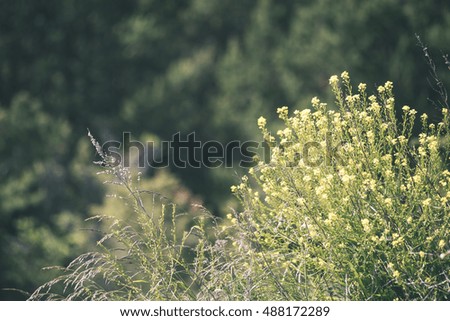 forest flowers and blossoms in spring blooming in natural environment - vintage look
