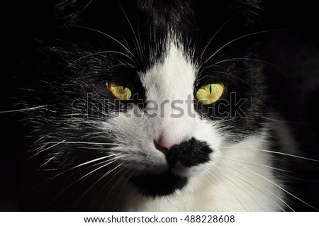 Sweet Black and white cat