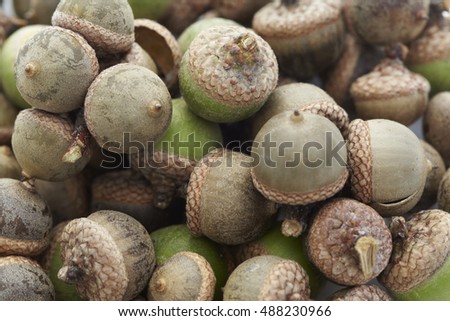 Autumn acorns