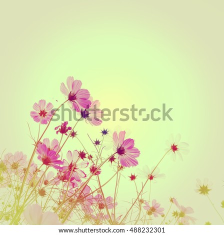 Pink Cosmos flowers isolated on white.