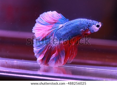 soft focus motion blur of red blue white color Betta fish tail swim   in water  tank, Siamese fighting fish , breeding and copy space, France flag 