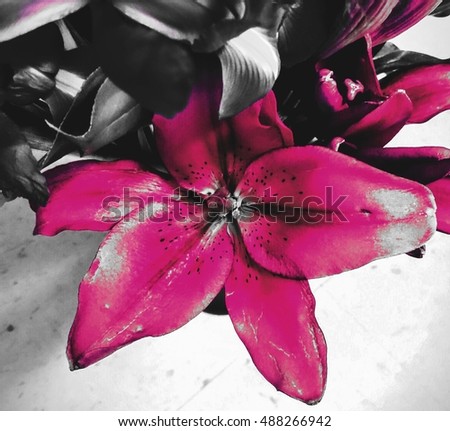 Stunning and colorful edited image of a lovely blooming soft fuscia tiger lily image with black and white background