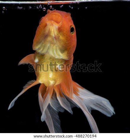 Fantail goldfish movement, Capture movement goldfish on dark background
