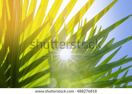 nature spring bokeh background with sun beam with tree leaves in defocus