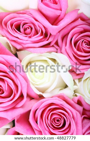 Pink and white roses as textured background or backdrop.