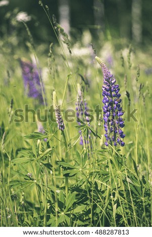 violet forest flowers and blossoms in spring blooming in natural environment - vintage look