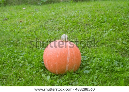 Pumpkin on a green grass