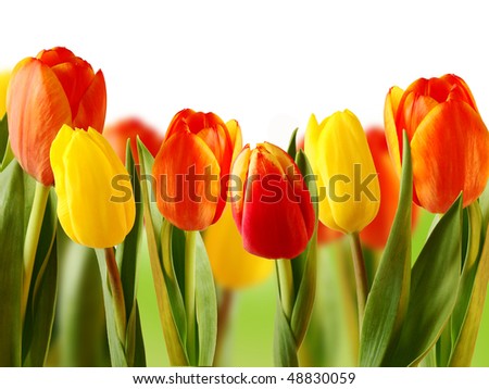 beautiful colored tulips
