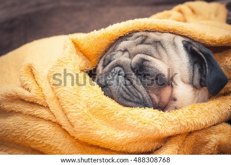 Sad pug dog wrapped in a terry yellow blanket. Picture for printed materials and backgrounds.