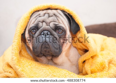 Sad pug dog wrapped in a terry yellow blanket. Picture for printed materials and backgrounds.