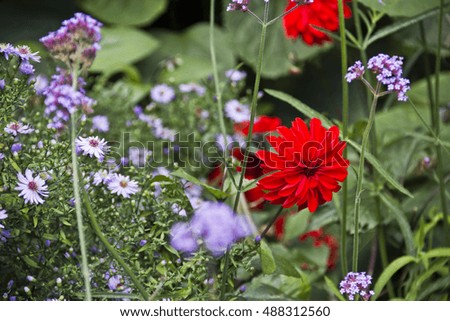 Mixed flowers on the botanic garden of Oxford Royalty-Free Stock Photo #488312560
