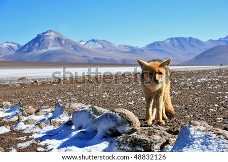 Andean Fox Culpeo in front of the Andes