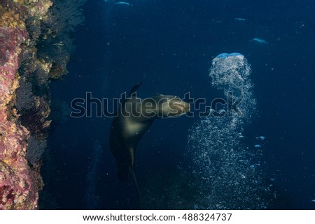 sea lion seal coming to you underwater playing with bubbles