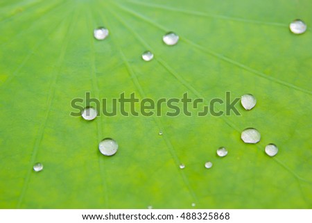 Water drop on lotus leaf close up shot