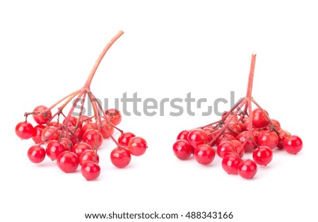 Viburnum (viburnum opulus) berries isolated on white background