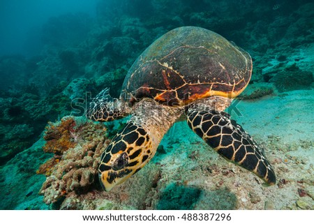 Hawksbill Sea Turtle flowing in Indian ocean