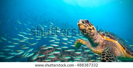 Hawksbill Sea Turtle flowing in Indian ocean, flock of fish on background Royalty-Free Stock Photo #488387332