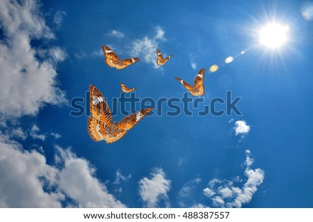 Beautiful butterfly on blue sky and sun. 