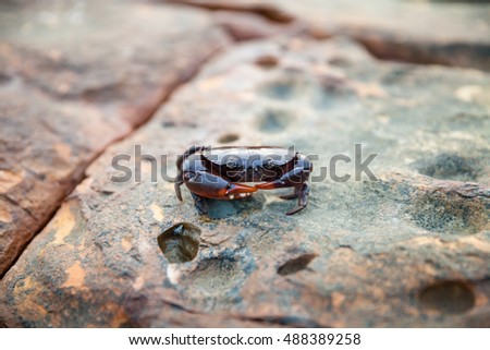 Photo swiming crab habitat in the wild on background nature stone 