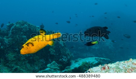 Beautiful colored boxfish flowing in Indian ocean