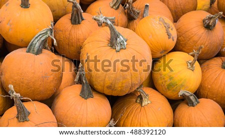 Pile of carving pumpkin on straw for sale at local barn. Bright orange round Halloween pumpkin to carve into Jack-O-Lanterns. Background of fall, autumn, Halloween, Thanksgiving season. Panorama style